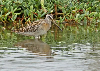 Short-billed Dowitcher