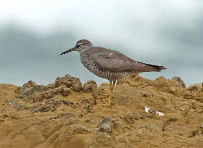 Wandering Tattler