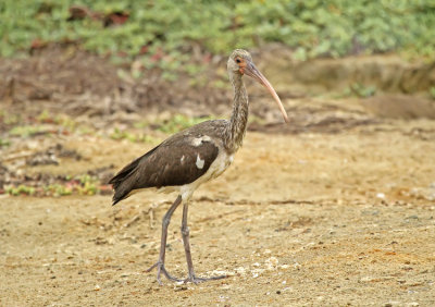 White Ibis