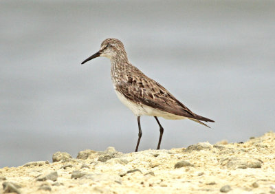 White-rumped Sandpiper