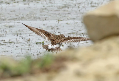 White-rumped Sandpiper