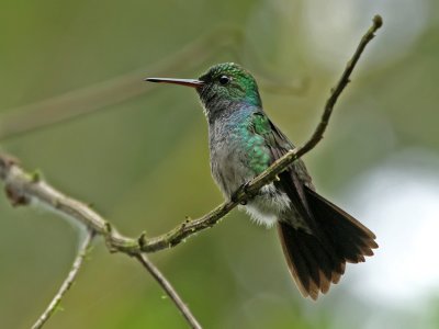 Blue-chested Hummingbird