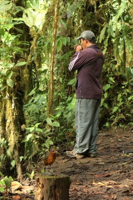 Giant Antpitta and Angel