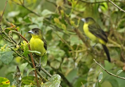 Lemon-rumped Tanager