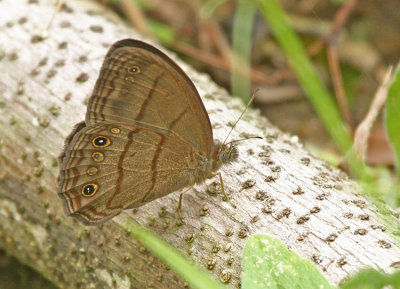 Magneuptychia alcinoe