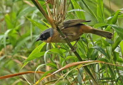 Black-eared Hemispingus