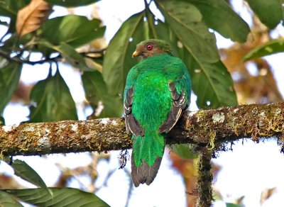 Crested Quetzal