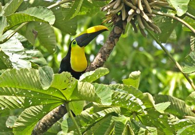 Yellow-throated Toucan (ambiguous)