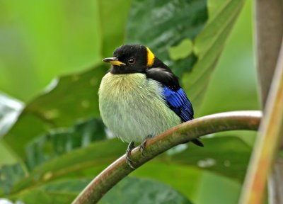 Golden-collared Honeycreeper