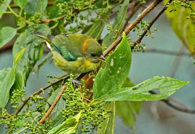 Golden-collared Honeycreeper