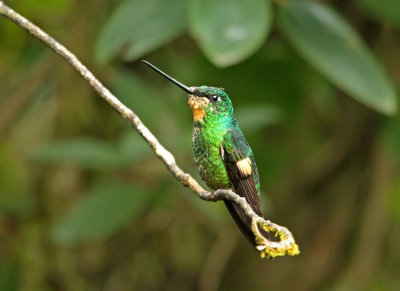 Buff-winged Starfrontlet