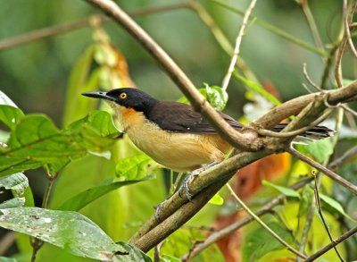 Black-capped Donacobius