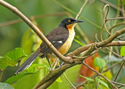 Black-capped Donacobius