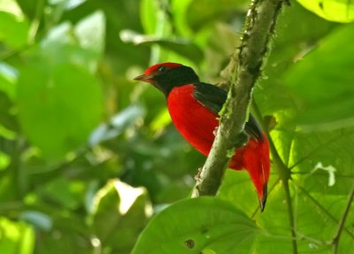 Black-necked Red-Cotinga