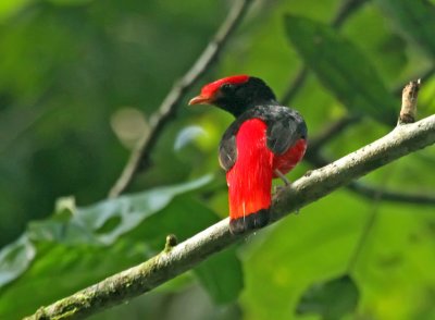 Black-necked Red-Cotinga