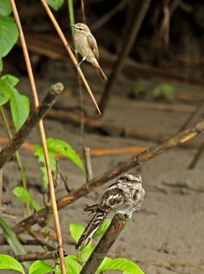 Ladder-tailed Nightjar