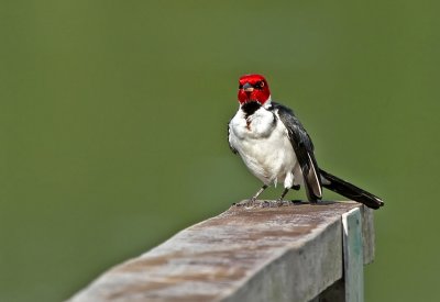 Red-capped Cardinal
