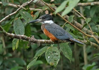 Ringed Kingfisher