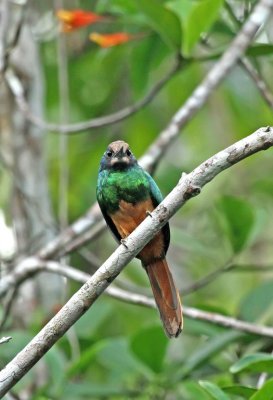 White-chinned Jacamar