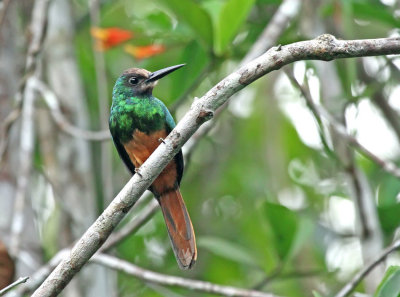 White-chinned Jacamar