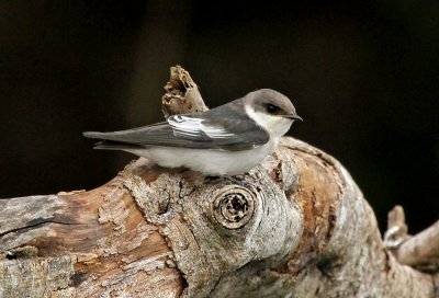 White-winged Swallow