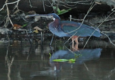 Agami Heron