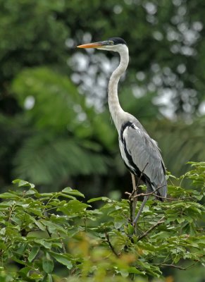 Cocoi Heron