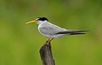 Yellow-billed Tern