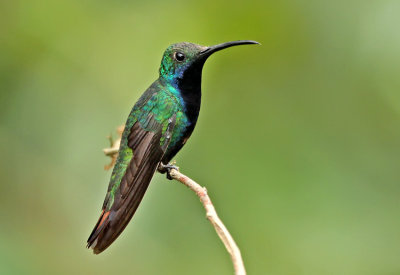 Black-throated Mango