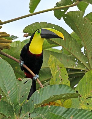 Yellow-throated Toucan (ambiguous)