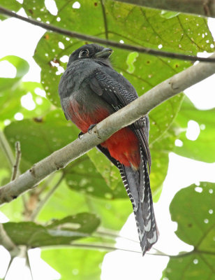 Blue-crowned Trogon