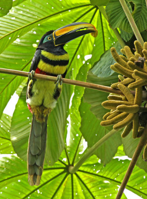 Many-banded Aracari