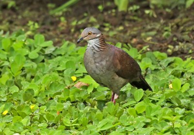 White-throated Quail-Dove