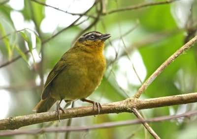 Black-capped Hemispingus