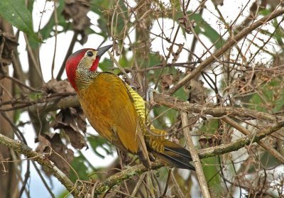 Golden-olive Woodpecker