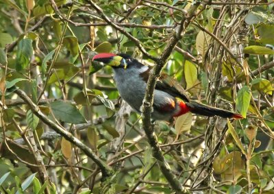 Gray-breasted Mountain-Toucan