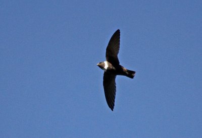 White-collared Swift