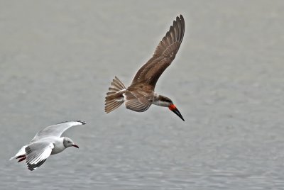 Black Skimmer