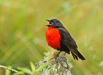 Red-breasted Blackbird