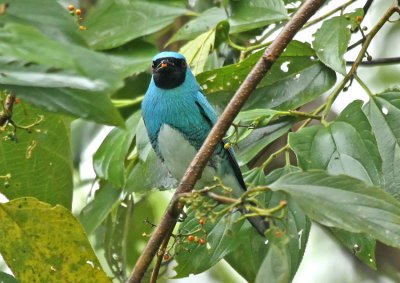 Tanagers-Others