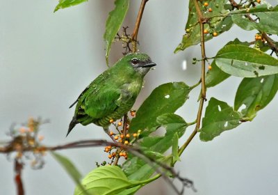 Swallow Tanager