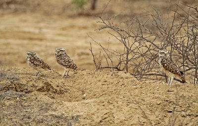 Burrowing Owl