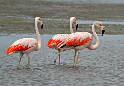 Flamingo, Storks and Bitterns