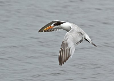 Elegant Tern