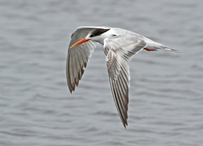 Elegant Tern