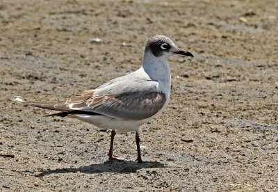 Franklin's Gull