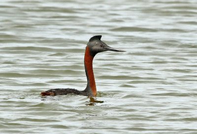 Great Grebe