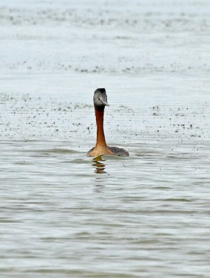 Great Grebe