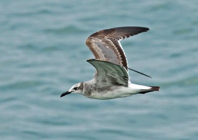 Laughing Gull