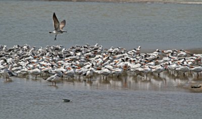 Royal Tern